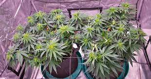 Cannabis Seeds California The Ultimate Guide to Growing Success Cannabis Seeds California The Ultimate Guide to Growing Success