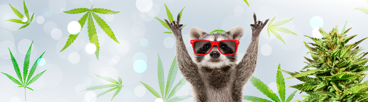 Cannabis Seeds California The Ultimate Guide to Growing Success Cannabis Seeds California The Ultimate Guide to Growing Success
